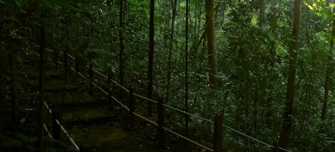 Residents of the Reserve Residences Enjoy Easy Access to Natural Attractions Such as the 82-Hectare Bukit Timah Botanic Gardens